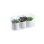 SUCCULENT PLASTIC POT X3 IN GIFTBOX 10CM MIXED