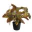 CROTON LEAF PLANT