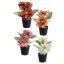 GERBERA X2 IN POT 14CM ASSORTED