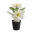 GERBERA X2 IN POT 14CM CREAM