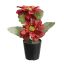 GERBERA X2 IN POT 14CM RED