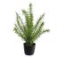 THYME LEAF PLANT GREEN