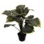 HOSTA BUSH W/18 LVS IN POT 53CM GREEN CREAM