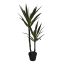 YUCCA TREE X 2 H : 110 cm GREEN