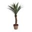 YUCCA W/36 LVS IN POT 90CM GREEN