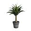 AGAVE IN POT 41CM GREEN