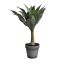 AGAVE IN POT 42CM GREEN