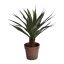 YUCCA PLANT IN POT 61CM GREEN