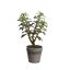 SUCCULENT X 4  IN POT 26CM DARK GREEN