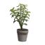 SUCCULENT X 4  IN POT 26CM GREEN