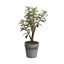 SUCCULENT X 5 IN POT 31CM DARK GREEN