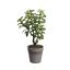 SUCCULENT X 5 IN POT 31CM GREEN