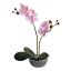 ORCHID X 2 IN PLASTIC POT H 35CM PINK