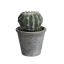 BALL CACTUS IN POT 11.5 CM GREEN
