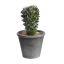 CACTUS IN POT 15 CM GREEN