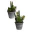 SUCCULENT ARRANGEMENT IN POT (2 style) ASSORTED