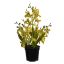 DANCING ORCHID X 4 IN POT H 33CM