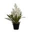 DANCING ORCHID X 5 IN POT H 63 CM