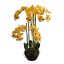 ORCHID X 9 ON MUD BALL 116 CM