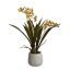 ONCIDIUM ORCID SPRAY X 2 IN POT 38CM