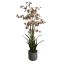 ONCIDIUM ORCHID SPRAY X 6 IN POT 105CM