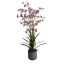 ONCIDIUM ORCHID SPRAY X 6 105CM IN POT