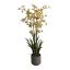 ONCIDIUM ORCHID SPRAY X 6 105CM IN POT