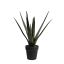 ALOE IN POT 50CM GREEN