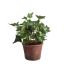 SMALL PLANT IN POT 22CM ENGLISH