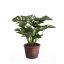 MEDIUM PLANT IN POT 32CM SPLIT PHILO