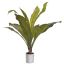 BIRD NEST PLANT IN POT GREEN