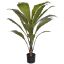BIRD NEST PLANT IN POT GREEN