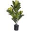FIDDLE LEAF PLANT IN POT 67CM GREEN