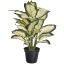 WHITE DIEFFENBACHIA IN POT 50CM WHITE