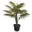 FOUNTAIN PALM IN POT 60CM GREEN
