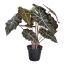 ALOCASIA PLANT IN POT 40CM GREEN