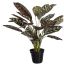 PEACOCK PLANT IN POT 60CM GREEN