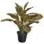 RED PEACOCK PLANT IN POT 60CM RED