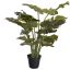 PLANT W/14 LVS IN POT SPLIT PHILO 55CM GREEN