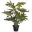 PLANT W/14 LVS IN POT PHILO 55CM SELLUM