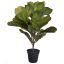 FIDDLE PLANT IN POT 55CM GREEN