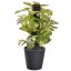 PLANT ON POLE IN BLACK POT 23CM MARBLE