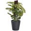 PLANT ON POLE IN BLACK POT 23CM SPLIT