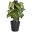 PLANT ON POLE IN BLACK POT 23CM SYNGONIUM