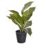DIEFFENBACHIA IN BLACK POT 25CM GREEN