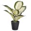 DIEFFENBACHIA IN BLACK POT 25CM WHITE