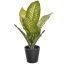 DIEFFENBACHIA IN BLACK POT 25CM ZEBRA