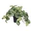 HANGING BUSH IN POT 22CM PEPEROMIA