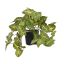 HANGING BUSH IN POT 22CM SYNGONIUM