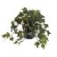 IVY BUSH IN POT 22CM ENGLISH